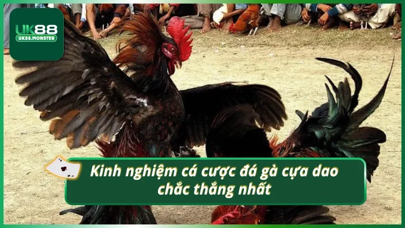 Tips xuống tiền đá gà cựa dao cực hay từ cao thủ