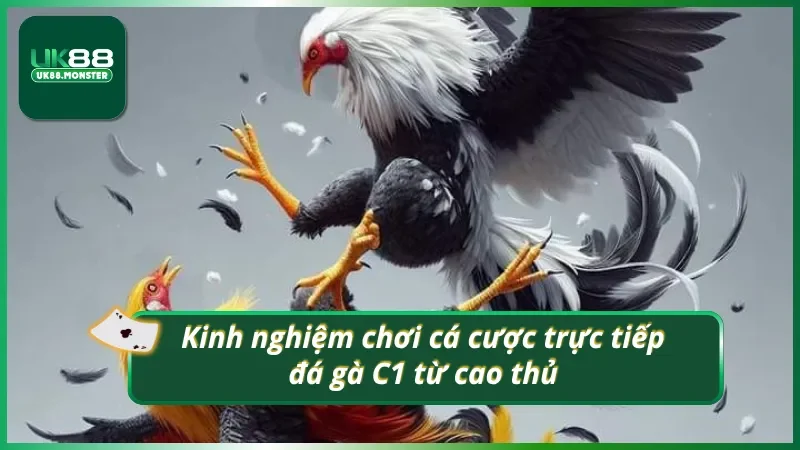 Bỏ túi mẹo xuống tiền cược trực tiếp đá gà C1 hay