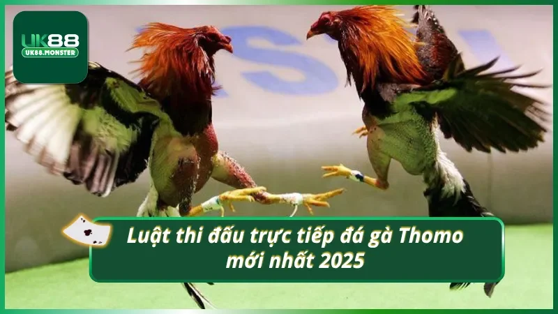 Nguyên tắc thi đấu trực tiếp đá gà Thomo